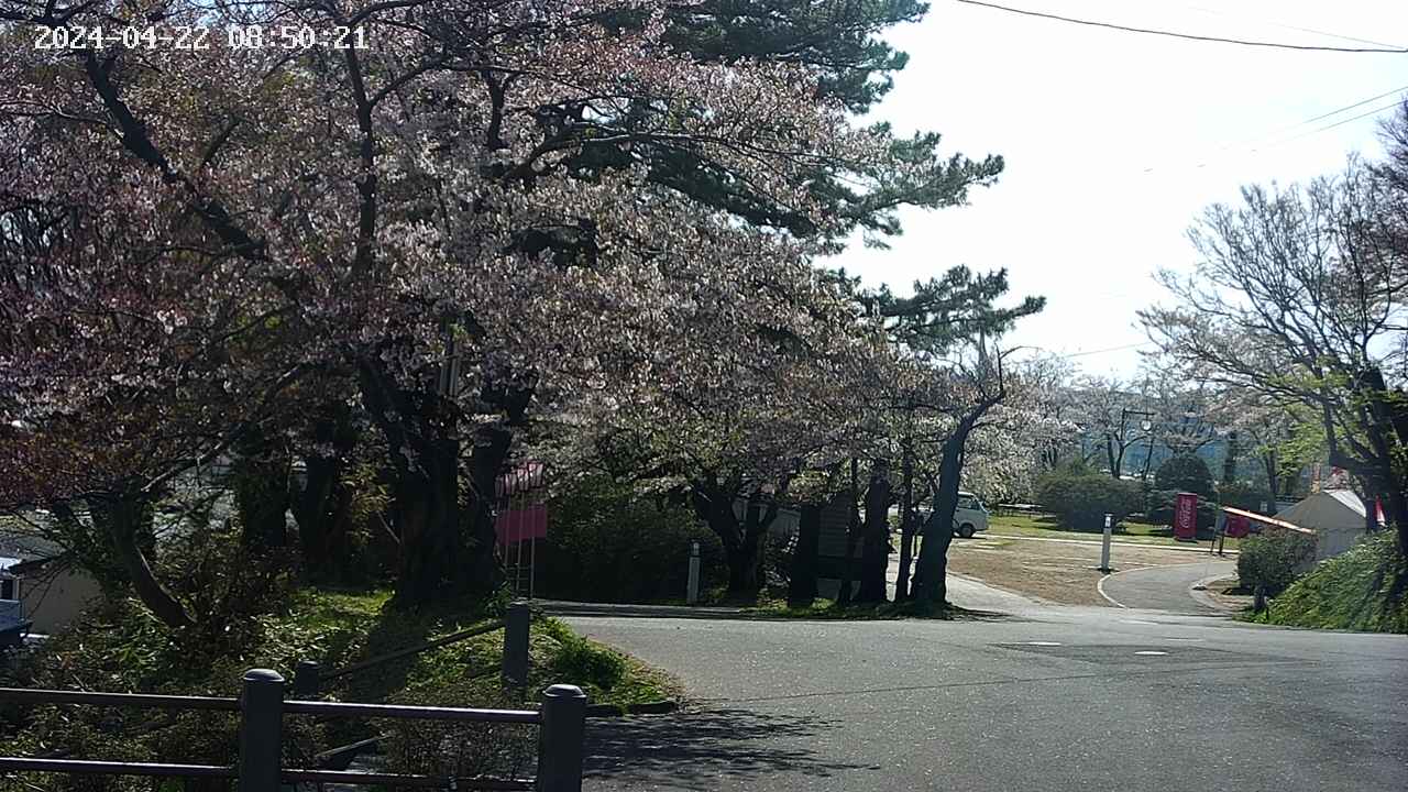 本荘さくらまつり